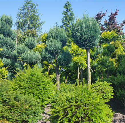 Kom alle hagen en bomen bij tuincentrum tielens ontdekken