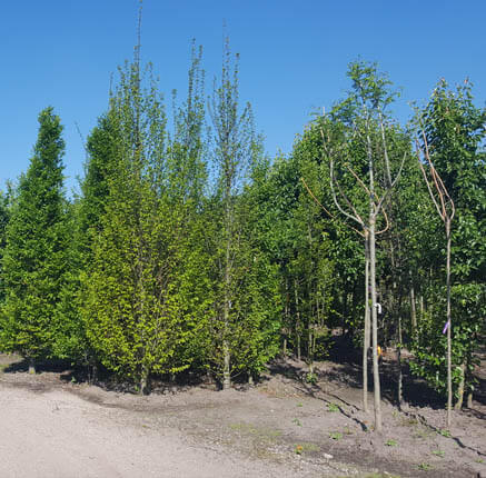 Kom alle hagen en bomen bij tuincentrum tielens ontdekken