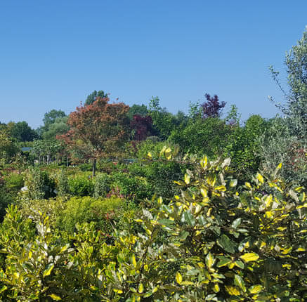 Kom alle hagen en bomen bij tuincentrum tielens ontdekken