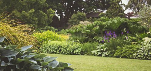 Ontdek onze éénjarige planten