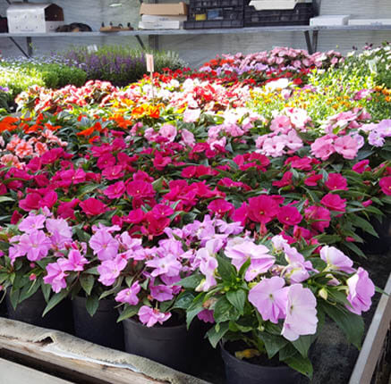 Kom alle tuinplanten bij tuincentrum tielens ontdekken